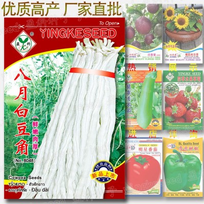 八月白豆角种籽 约50粒 厚肉豇豆种籽 鲜嫩白长豆籽 蔬菜种子批发图3