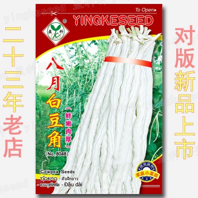 八月白豆角种籽 约50粒 厚肉豇豆种籽 鲜嫩白长豆籽 蔬菜种子批发图2