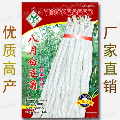 八月白豆角种籽 约50粒 厚肉豇豆种籽 鲜嫩白长豆籽 蔬菜种子批发图4