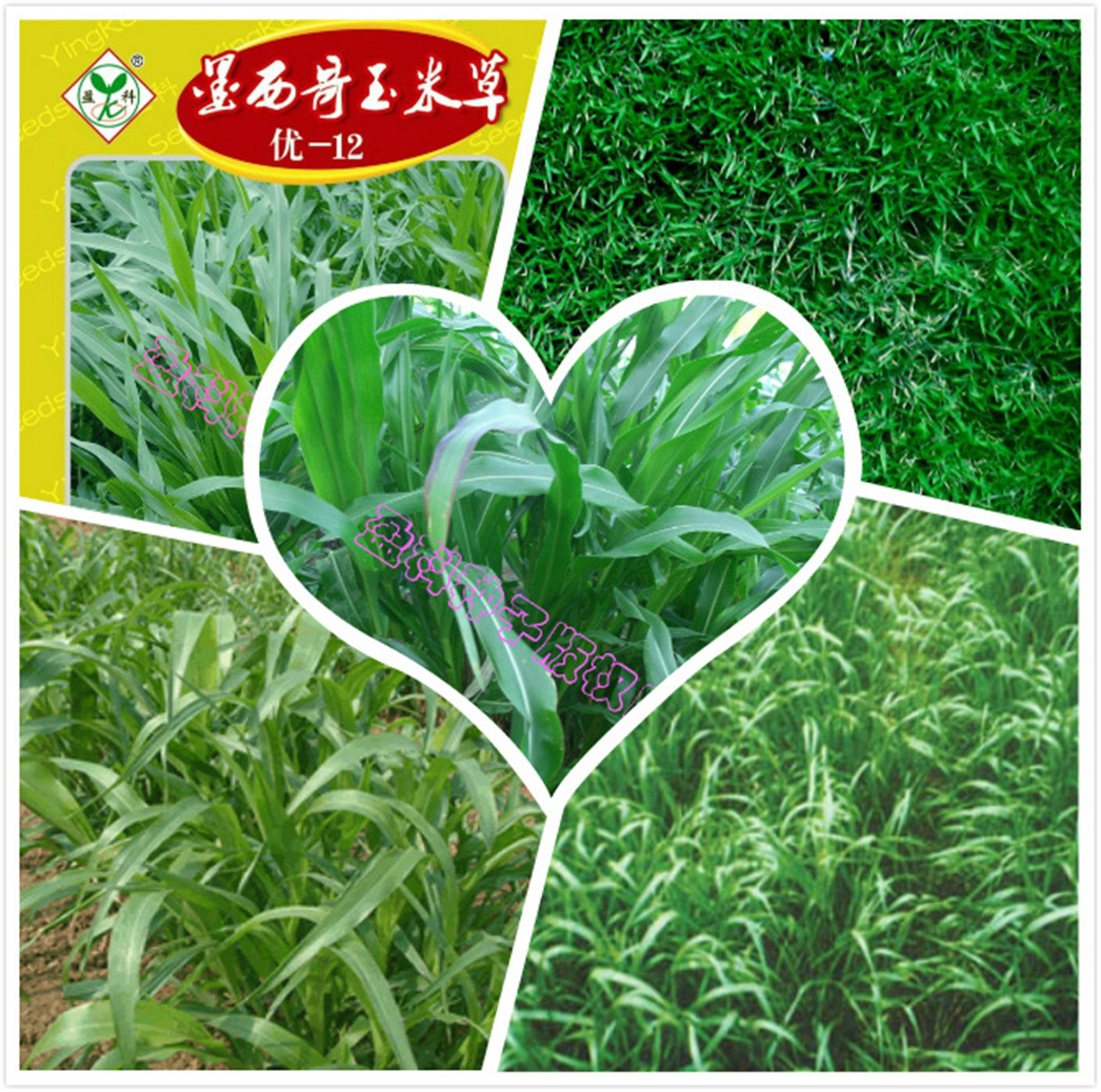 牧草拼图