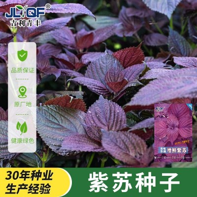 紫苏种子春季四季食用紫苏阳台盆栽紫苏子种籽农家庭院蔬菜种子孑