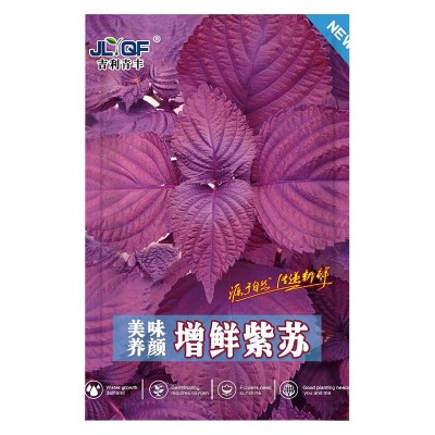 紫苏种子春季四季食用紫苏阳台盆栽紫苏子种籽农家庭院蔬菜种子孑图5