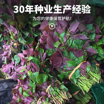 紫苏种子春季四季食用紫苏阳台盆栽紫苏子种籽农家庭院蔬菜种子孑图2