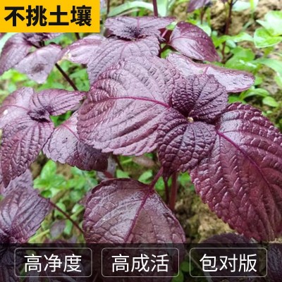 紫苏种子春季四季食用紫苏阳台盆栽紫苏子种籽农家庭院蔬菜种子孑图3