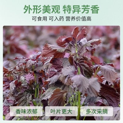 紫苏种子春季四季食用紫苏阳台盆栽紫苏子种籽农家庭院蔬菜种子孑图4