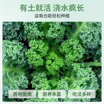 食用皱叶羽衣甘蓝种子耐热甘蓝种籽春秋冬四季阳台盆栽蔬菜种孑图4