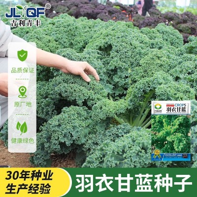 食用皱叶羽衣甘蓝种子耐热甘蓝种籽春秋冬四季阳台盆栽蔬菜种孑