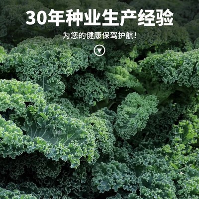 食用皱叶羽衣甘蓝种子耐热甘蓝种籽春秋冬四季阳台盆栽蔬菜种孑图2