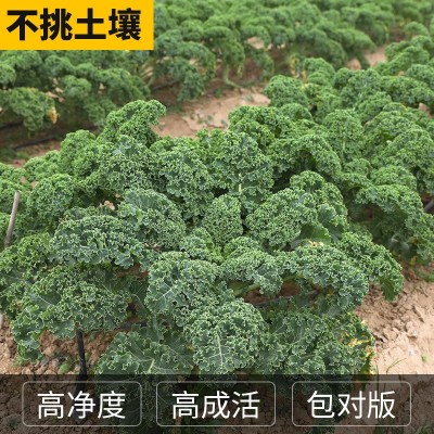 食用皱叶羽衣甘蓝种子耐热甘蓝种籽春秋冬四季阳台盆栽蔬菜种孑图3