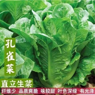 孔雀菜种子 罗马直立生菜种子四季沙拉菜种籽 耐寒阳台盆栽蔬菜图2