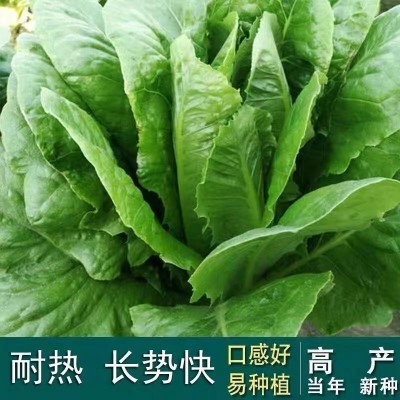 孔雀菜种子 罗马直立生菜种子四季沙拉菜种籽 耐寒阳台盆栽蔬菜图3