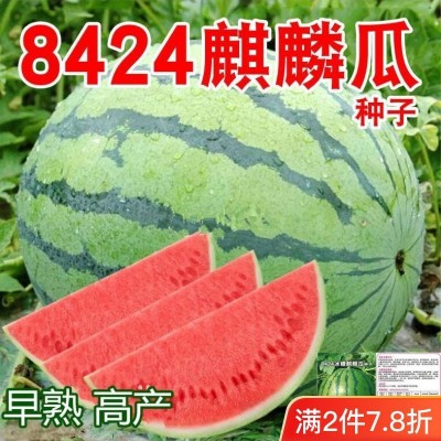 8424麒麟少籽西瓜种子 无籽特大高产巨型甜王南方四季水果种孑