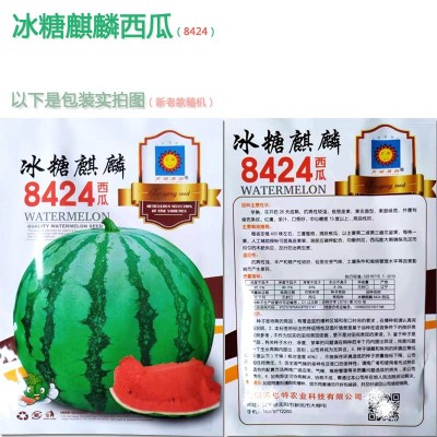 8424麒麟少籽西瓜种子 无籽特大高产巨型甜王南方四季水果种孑图4
