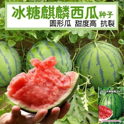 8424麒麟少籽西瓜种子 无籽特大高产巨型甜王南方四季水果种孑图2