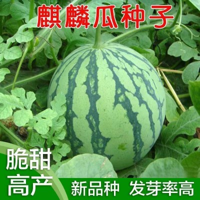 8424麒麟少籽西瓜种子 无籽特大高产巨型甜王南方四季水果种孑图3