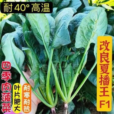 批发四季叶菜类蔬菜种子菜种盆栽白菜萝卜菜籽生菜青菜种籽孑菠菜图3