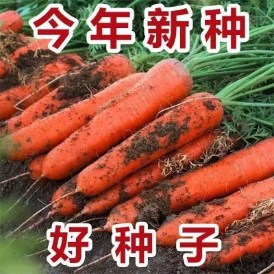 九寸三红胡萝卜种子水果蔬菜萝卜菜籽脆甜春秋季四季田园蔬菜种子图2
