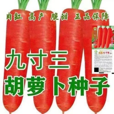 九寸三红胡萝卜种子水果蔬菜萝卜菜籽脆甜春秋季四季田园蔬菜种子