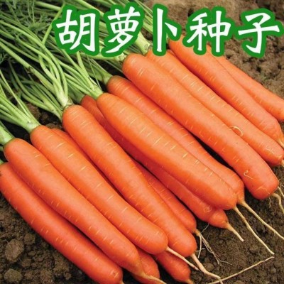 九寸三红胡萝卜种子水果蔬菜萝卜菜籽脆甜春秋季四季田园蔬菜种子图4