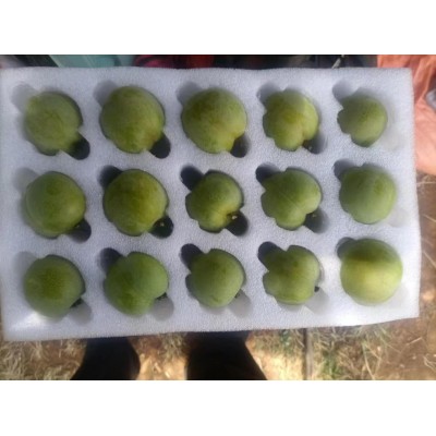 云南蜂糖李 大量批发零售图2