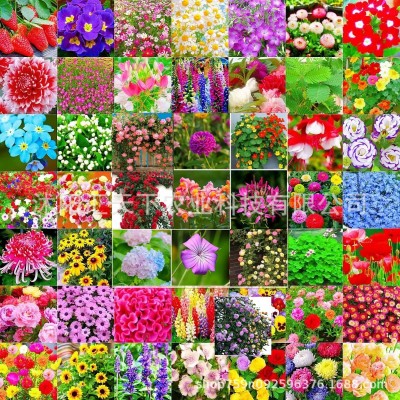 花卉种子 四季种子批发满天星太阳花波斯菊百日草向日葵雏 菊薄荷