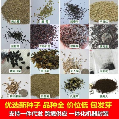 花卉种子 四季种子批发满天星太阳花波斯菊百日草向日葵雏 菊薄荷图2