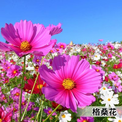 花卉种子 四季种子批发满天星太阳花波斯菊百日草向日葵雏 菊薄荷图3