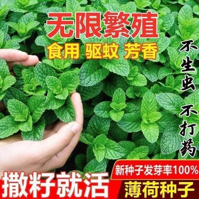 【薄荷种子】可食用柠檬薄荷驱蚊虫四季室内外庭院阳台盆栽 薄荷籽图3