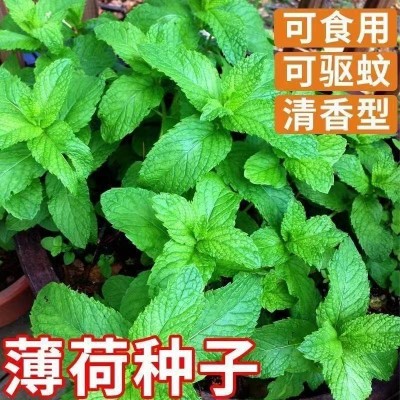【薄荷种子】可食用柠檬薄荷驱蚊虫四季室内外庭院阳台盆栽 薄荷籽