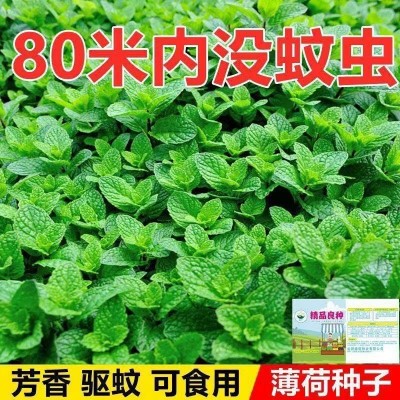 【薄荷种子】可食用柠檬薄荷驱蚊虫四季室内外庭院阳台盆栽 薄荷籽图2