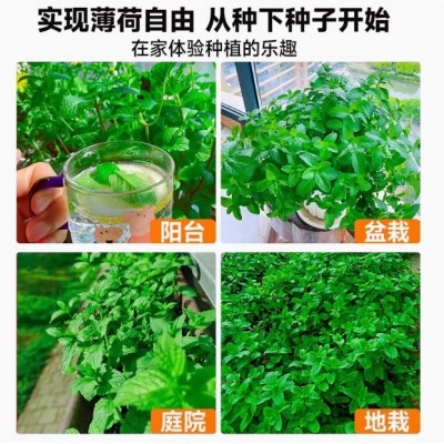 【薄荷种子】可食用柠檬薄荷驱蚊虫四季室内外庭院阳台盆栽 薄荷籽图4