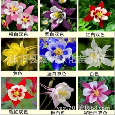 花卉种子猫爪花耧斗菜花籽易种易活四季阳台盆栽家庭草花种子图2