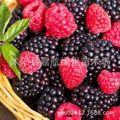 树莓种子野草莓覆盆子黑树莓种子四季种植庭院阳台野生果树莓种籽图3