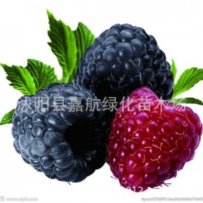 树莓种子野草莓覆盆子黑树莓种子四季种植庭院阳台野生果树莓种籽图4