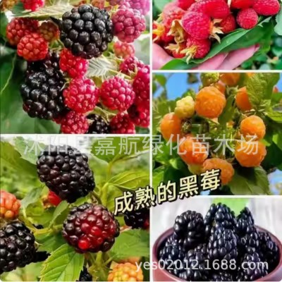 树莓种子野草莓覆盆子黑树莓种子四季种植庭院阳台野生果树莓种籽