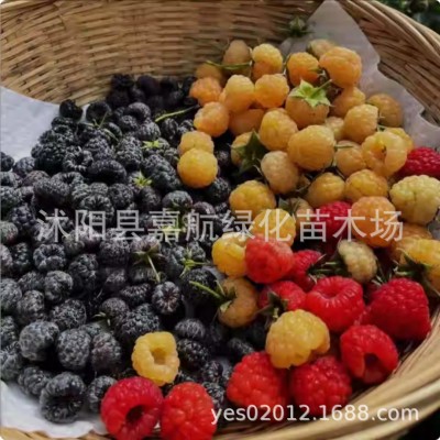 树莓种子野草莓覆盆子黑树莓种子四季种植庭院阳台野生果树莓种籽图2