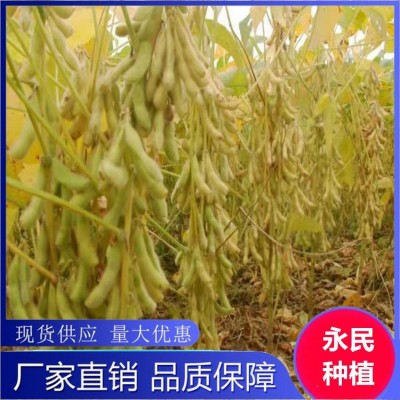 永育一号高蛋白大豆种子 非转基因 耐旱耐涝 亩产600-800斤