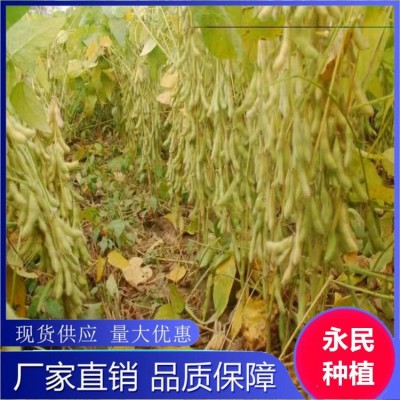 永育一号高蛋白大豆种子 非转基因 耐旱耐涝 亩产600-800斤图4