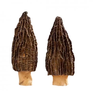 云南特产精选农家干货羊肚菌批发代发头茬厚肉羊肚菌干货图5