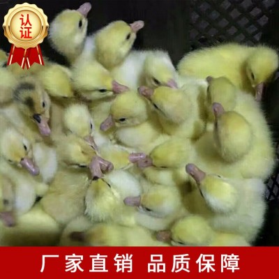 厂家直供白鹅苗批发包运输包路途成活品种纯图3