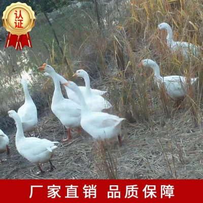 厂家直供白鹅苗批发包运输包路途成活品种纯图5