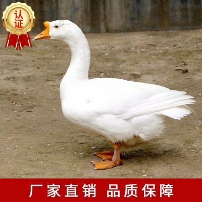 厂家直供白鹅苗批发包运输包路途成活品种纯
