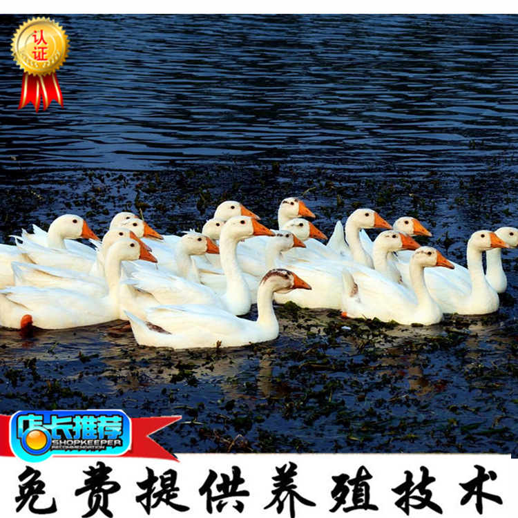 未命名_副本2