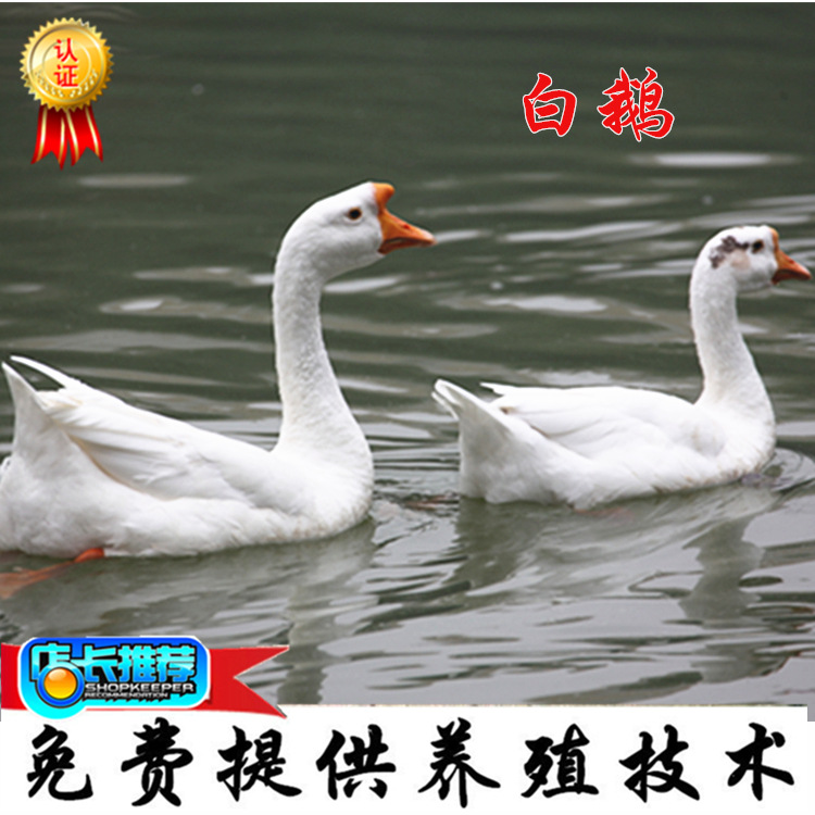 未命名_副本