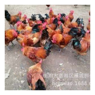清远麻小鸡苗 家禽养殖批发 厂家直供图5