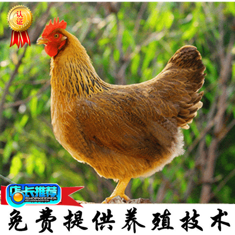 未命名_副本3