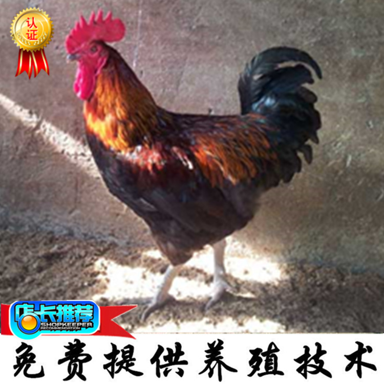 未命名_副本4