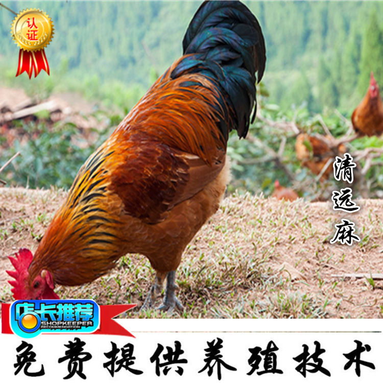 未命名_副本