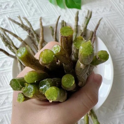 铁皮石斛鲜条长鲜条粗鲜条新鲜石斛鲜条批发基地石斛散装批发鲜条图3