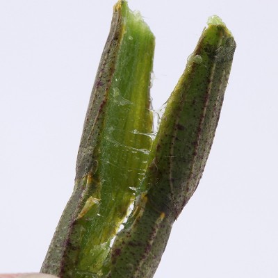 铁皮石斛鲜条长鲜条粗鲜条新鲜石斛鲜条批发基地石斛散装批发鲜条图5